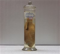 藏品(火斑笛鯛)的圖片